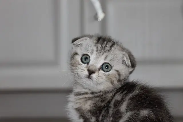 Scottish Fold Kedi Nedir? Özellikleri Nelerdir? (+Karakter, Beslenme, Sağlık)