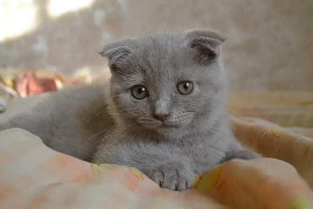 Scottish Fold Kedi Nedir? Özellikleri Nelerdir? (+Karakter, Beslenme, Sağlık)