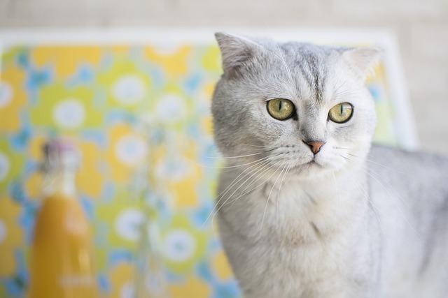 Scottish Fold Kedi Nedir? Özellikleri Nelerdir? (+Karakter, Beslenme, Sağlık)