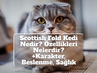 Scottish Fold Kedi Nedir? Özellikleri Nelerdir? (+Karakter, Beslenme, Sağlık)