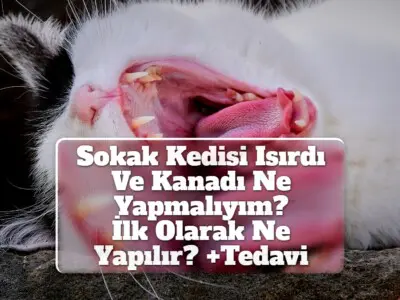 Sokak Kedisi Isırdı Ve Kanadı Ne Yapmalıyım? (İlk Olarak Ne Yapılır? +Tedavi)