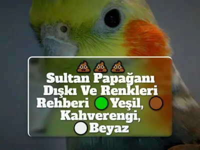 Sultan Papağanı Dışkı Ve Renkleri Rehberi [Yeşil, Kahverengi, Beyaz]