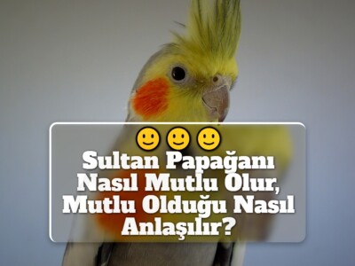 Sultan Papağanı Nasıl Mutlu Olur, Mutlu Olduğu Nasıl Anlaşılır?