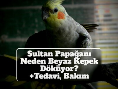 Sultan Papağanı Neden Beyaz Kepek Döküyor? [Tedavi, Bakım]