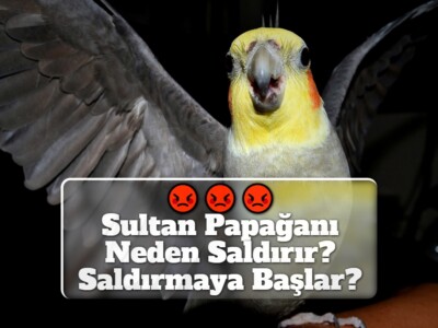 Sultan Papağanı Neden Saldırır? Saldırmaya Başlar?