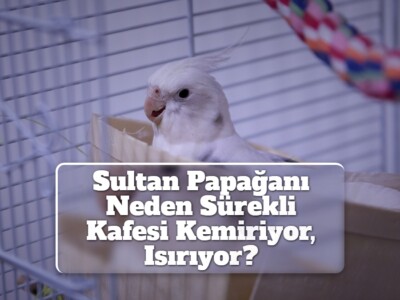 Sultan Papağanı Neden Sürekli Kafesi Kemiriyor, Isırıyor?