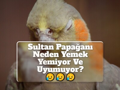 Sultan Papağanı Neden Yemek Yemiyor Ve Uyumuyor?