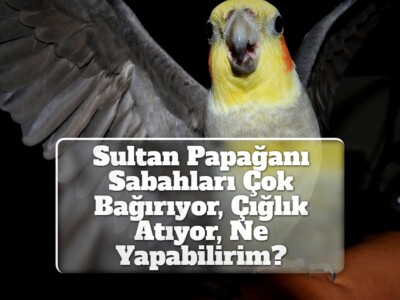 Sultan Papağanı Sabahları Çok Bağırıyor, Çığlık Atıyor, Ne Yapabilirim?