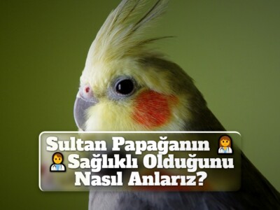 Sultan Papağanın Sağlıklı Olduğunu Nasıl Anlarız?
