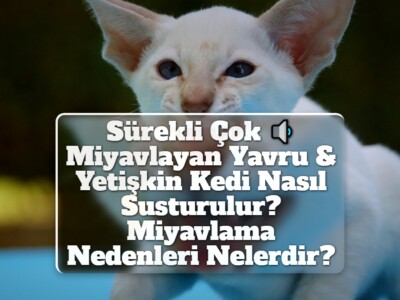 Sürekli Çok Miyavlayan Yavru & Yetişkin Kedi Nasıl Susturulur? Miyavlama Nedenleri Nelerdir?