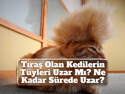 Tıraş Olan Kedilerin Tüyleri Uzar Mı? Ne Kadar Sürede Uzar?