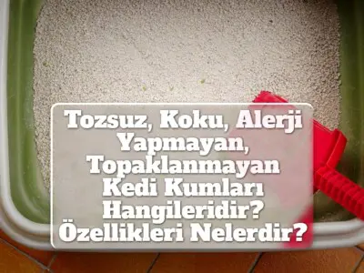 Tozsuz, Koku, Alerji Yapmayan, Topaklanmayan Kedi Kumları Hangileridir? Özellikleri Nelerdir?