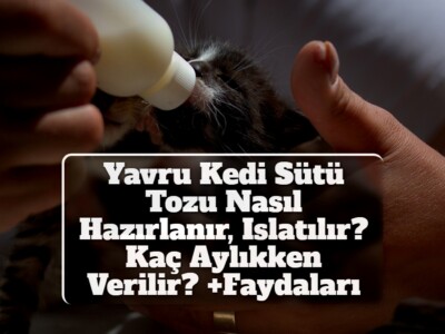 Yavru Kedi Süt Tozu Nasıl Hazırlanır, Islatılır? Kaç Aylıkken Verilir? +Faydaları