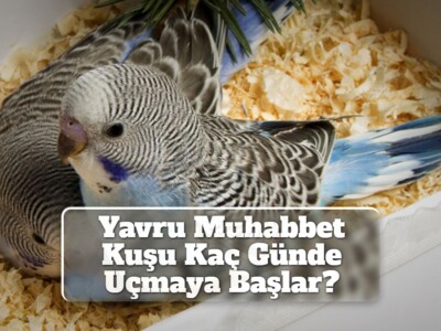 Yavru Muhabbet Kuşu Kaç Günde Uçmaya Başlar?