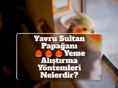 Yavru Sultan Papağanı Yeme Alıştırma Yöntemleri Nelerdir?