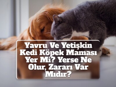 Yavru Ve Yetişkin Kedi Köpek Maması Yer Mi? Yerse Ne Olur, Zararı Var Mıdır?