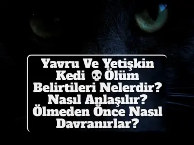 Yavru Ve Yetişkin Kedi Ölüm Belirtileri Nelerdir? Nasıl Anlaşılır? Ölmeden Önce Nasıl Davranırlar?