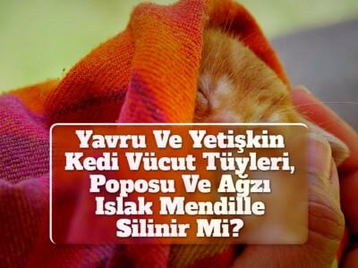 Yavru Ve Yetişkin Kedi Vücut Tüyleri, Poposu Ve Ağzı Islak Mendille Silinir Mi?