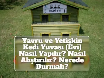 Yavru ve Yetişkin Kedi Yuvası (Evi) Nasıl Yapılır? Nasıl Alıştırılır? Nerede Durmalı?