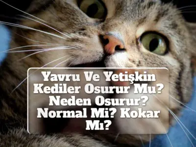 Yavru Ve Yetişkin Kediler Osurur Mu? Neden Osurur? Normal Mi? Kokar Mı?