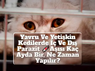 Yavru Ve Yetişkin Kedilerde İç Ve Dış Parazit Aşısı Kaç Ayda Bir, Ne Zaman Yapılır?