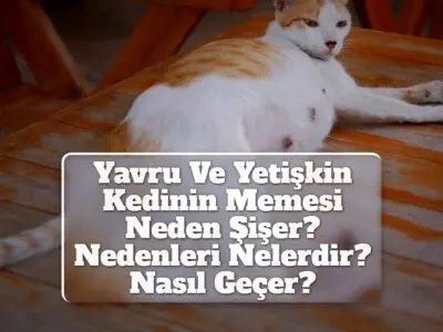 Yavru Ve Yetişkin Kedinin Memesi Neden Şişer? Nedenleri Nelerdir? Nasıl Geçer?