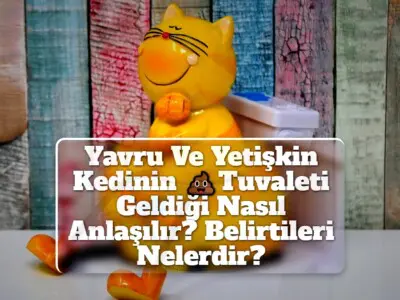 Yavru Ve Yetişkin Kedinin Tuvaleti Geldiği Nasıl Anlaşılır? Belirtileri Nelerdir?