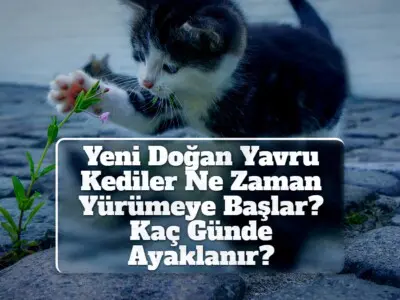 Yeni Doğan Yavru Kediler Ne Zaman Yürümeye Başlar? Kaç Günde Ayaklanır?