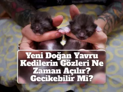 Yeni Doğan Yavru Kedilerin Gözleri Ne Zaman Açılır? [Gecikebilir Mi?]