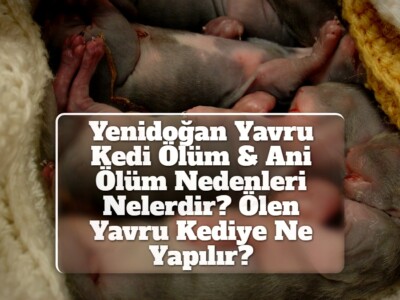 Yenidoğan Yavru Kedi Ölüm & Ani Ölüm Nedenleri Nelerdir? Ölen Yavru Kediye Ne Yapılır?