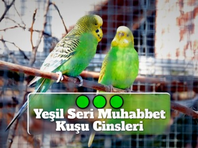 Yeşil Seri Muhabbet Kuşu Cinsleri