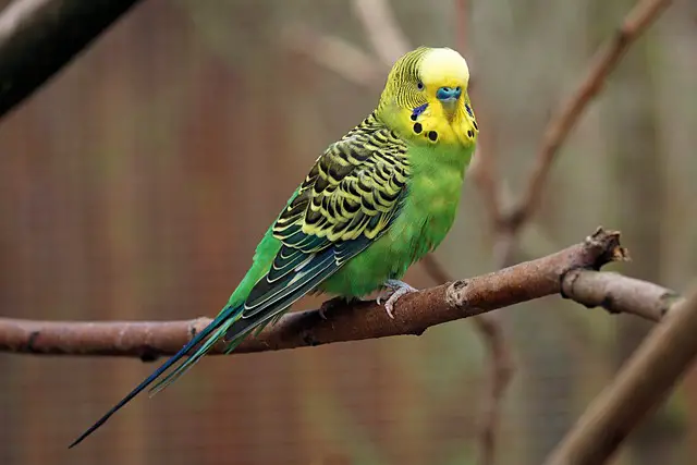 Yeşil Seri Muhabbet Kuşu Cinsleri