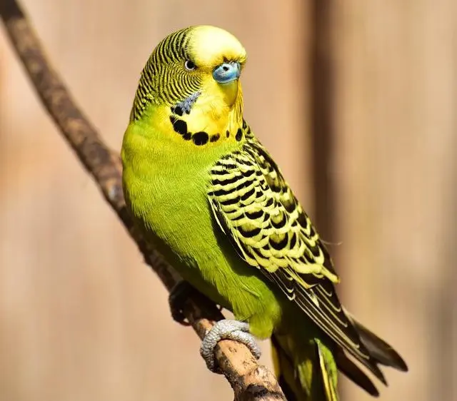 Yeşil Seri Muhabbet Kuşu Cinsleri