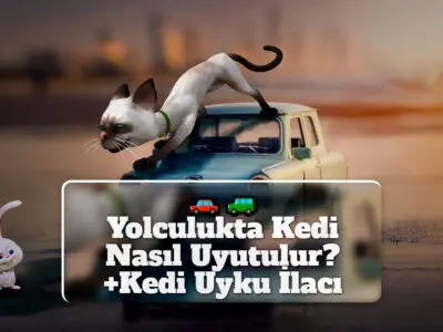 Yolculukta Kedi Nasıl Uyutulur? (+Kedi Uyku İlacı)