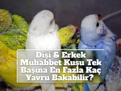  Dişi & Erkek Muhabbet Kuşu Tek Başına En Fazla Kaç Yavru Bakabilir?