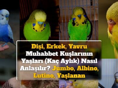 Dişi, Erkek, Yavru Muhabbet Kuşlarının Yaşları (Kaç Aylık) Nasıl Anlaşılır? Jumbo, Albino, Lutino, Yaşlanan