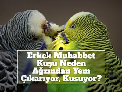 Erkek Muhabbet Kuşu Neden Ağzından Yem Çıkarıyor, Kusuyor?