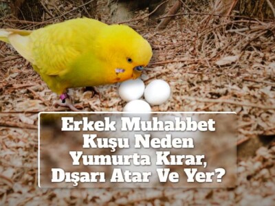 Erkek Muhabbet Kuşu Neden Yumurta Kırar, Dışarı Atar Ve Yer?