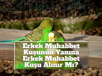 Erkek Muhabbet Kuşunun Yanına Erkek Muhabbet Kuşu Alınır Mı?