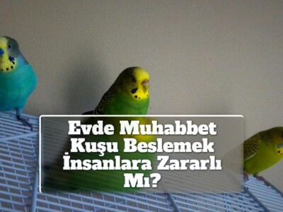 Evde Muhabbet Kuşu Beslemek İnsanlara Zararlı Mı?