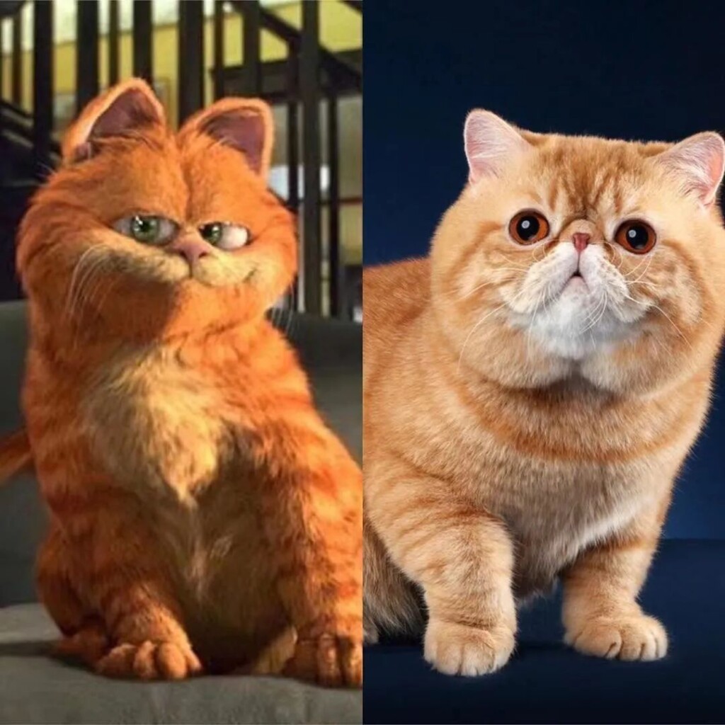 Garfield Kedi Cinsi Hangisidir? Özellikleri Nelerdir? +Benzeyen Kedi Cinsleri