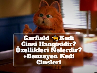 Garfield Kedi Cinsi Hangisidir? Özellikleri Nelerdir? +Benzeyen Kedi Cinsleri