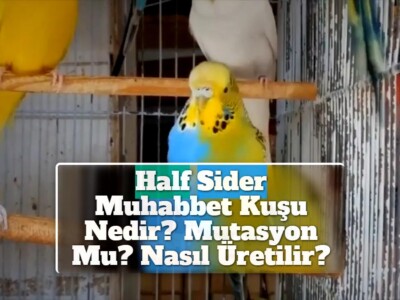 Half Sider Muhabbet Kuşu Nedir? [Mutasyon Mu? Nasıl Üretilir?]