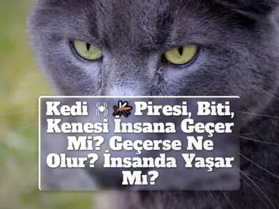 Kedi Piresi, Biti, Kenesi İnsana Geçer Mi? Geçerse Ne Olur? İnsanda Yaşar Mı?