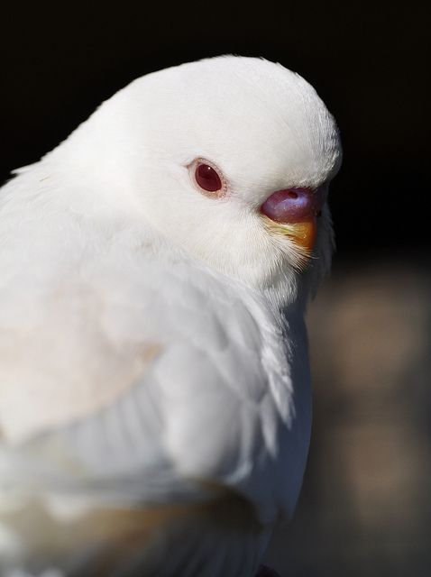  Kırmızı Gözlü Muhabbet Kuşu Cinsi Nedir?