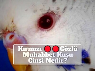 Kırmızı Gözlü Muhabbet Kuşu Cinsi Nedir?