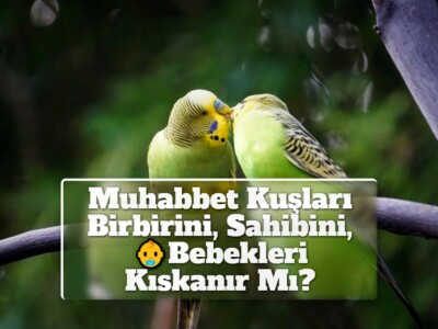 Muhabbet Kuşları Birbirini, Sahibini, Bebekleri Kıskanır Mı?