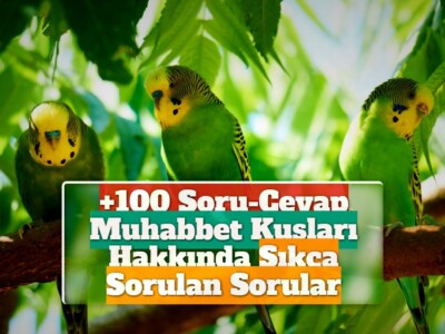 Muhabbet Kuşları Hakkında Sıkça Sorulan Sorular