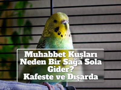 Muhabbet Kuşları Neden Bir Sağa Sola Gider? [Kafeste, Dışarda]