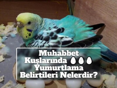 Muhabbet Kuşlarında Davranışsal Yumurtlama Belirtileri Nelerdir?